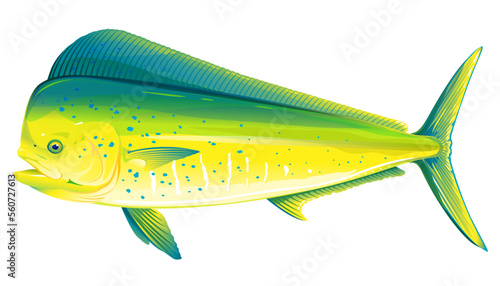 Common dolphinfish in side view, realistic sea fish illustration on white background photo