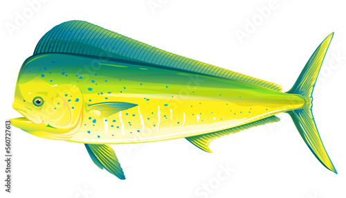 Common dolphinfish in side view, realistic sea fish illustration on white background