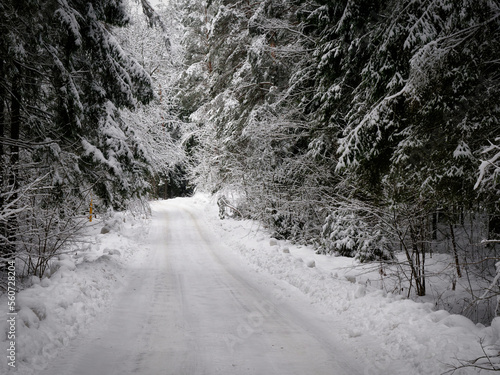 deep snow winter forest road in spruce forest trees in snow