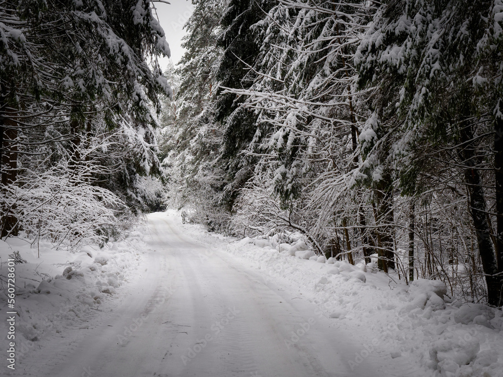 deep snow winter forest road in spruce forest trees in snow deep snow winter forest road in spruce forest trees in snow