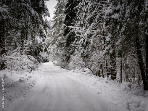 deep snow winter forest road in spruce forest trees in snow