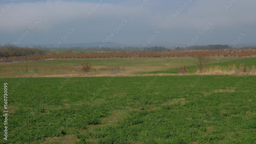 A field of green grass with vineyards outside the city. Landscape with fields and vineyards in autumn. A field of green grass with vineyards outside the city. Landscape with fields and vineyards in autumn.
