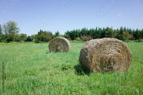 hay bales in the field
