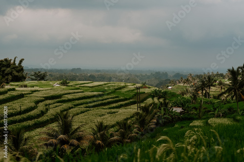 Bali, Indonesia. Jatiluwih Rice terraces in a tropical island. Lush green Balinese landscapes and green paddies surrounded by palm trees and hills. 