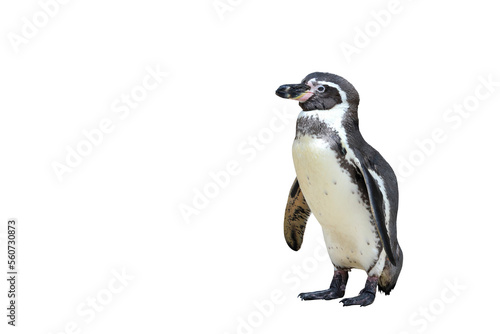 Humboldt penguin standing isolated on transparent background png file	