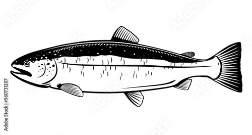One Atlantic salmon fish in side view in black and white color, isolated