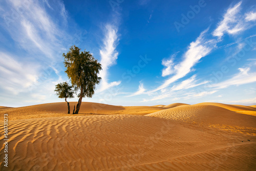 Arbre dans le d  sert.