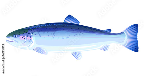 One Atlantic salmon fish from one side, high quality illustration of sea fish, eps10 with transparents, realistic sea fish illustration on white background