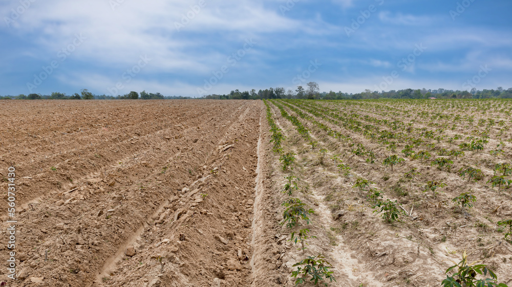 Rows of soil before planting and Rows of young cassava plant in countryside farmland . Baby cassava or manioc plant farm pattern in a plowed field prepared. Rows of soil before planting and Rows of young cassava plant in countryside farmland . Baby cassava or manioc plant farm pattern in a plowed field prepared.
