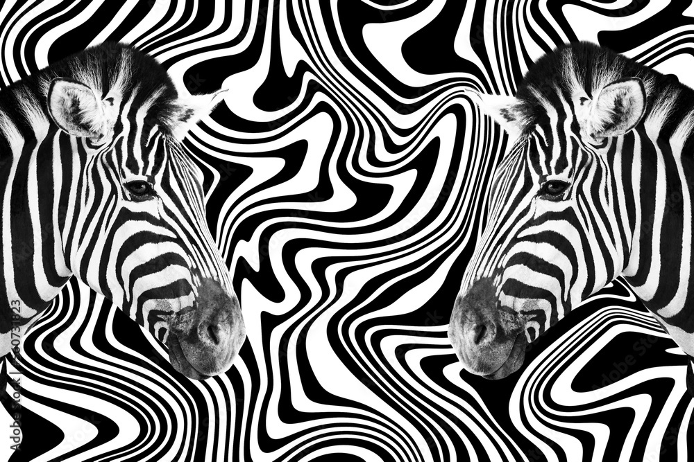 Detail of a two zebra's head over an abstract black and white curves background.