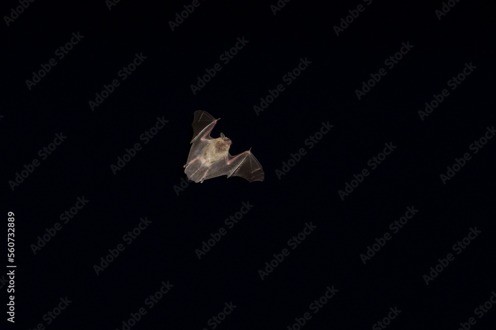 Fototapeta premium A bat flying in the darkness with its wings spread