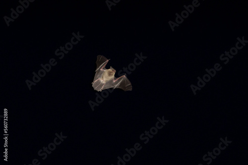 A bat flying in the darkness with its wings spread