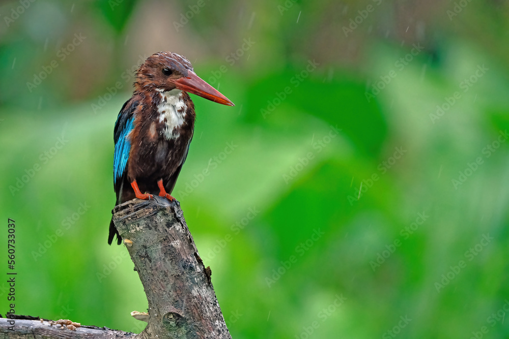Naklejka premium white breast kingfisher