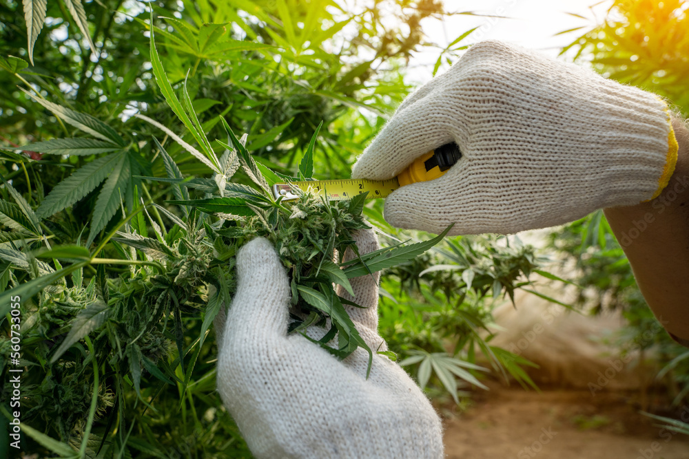 Male farmer using a tape measure to check the quality of marijuana branches in the greenhouse Male farmer using a tape measure to check the quality of marijuana branches in the greenhouse