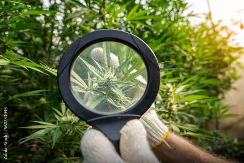 Male farmer using a magnifying glass to examine the quality of marijuana branches in a greenhouse