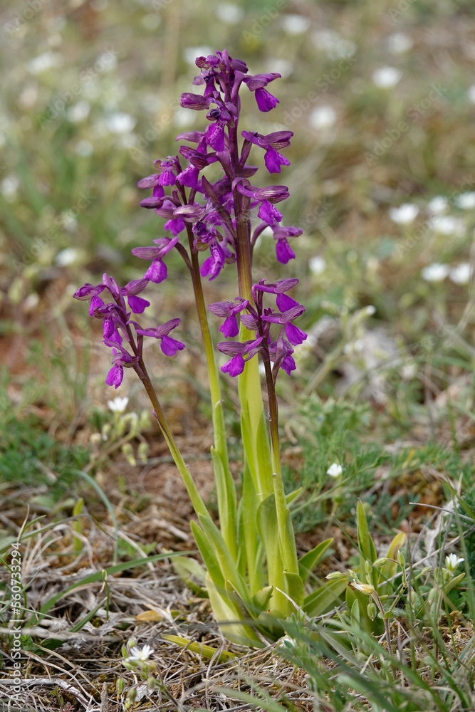 Obraz premium Orchidee (Knabenkraut)