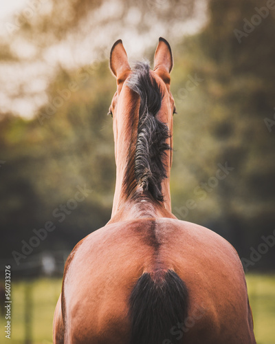 Back of bay KWPN horse looking in the distance