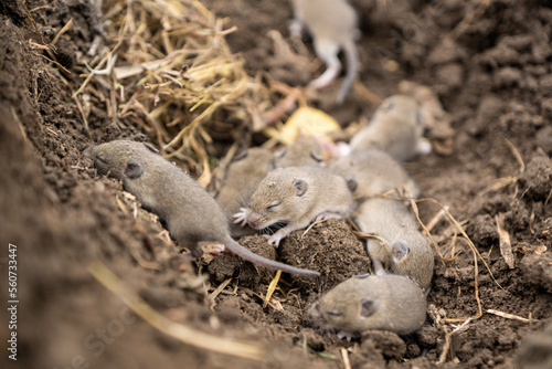 Nest of wild field mice photo
