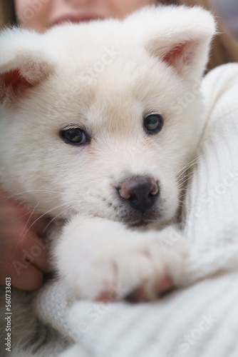 White Akita Inu puppy in her arms