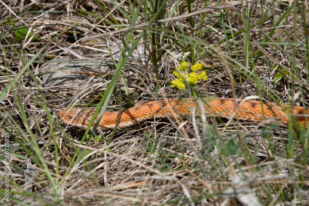 Aspisviper (Vipera aspis)