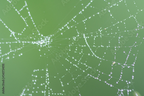 Spider web with water drops on green background