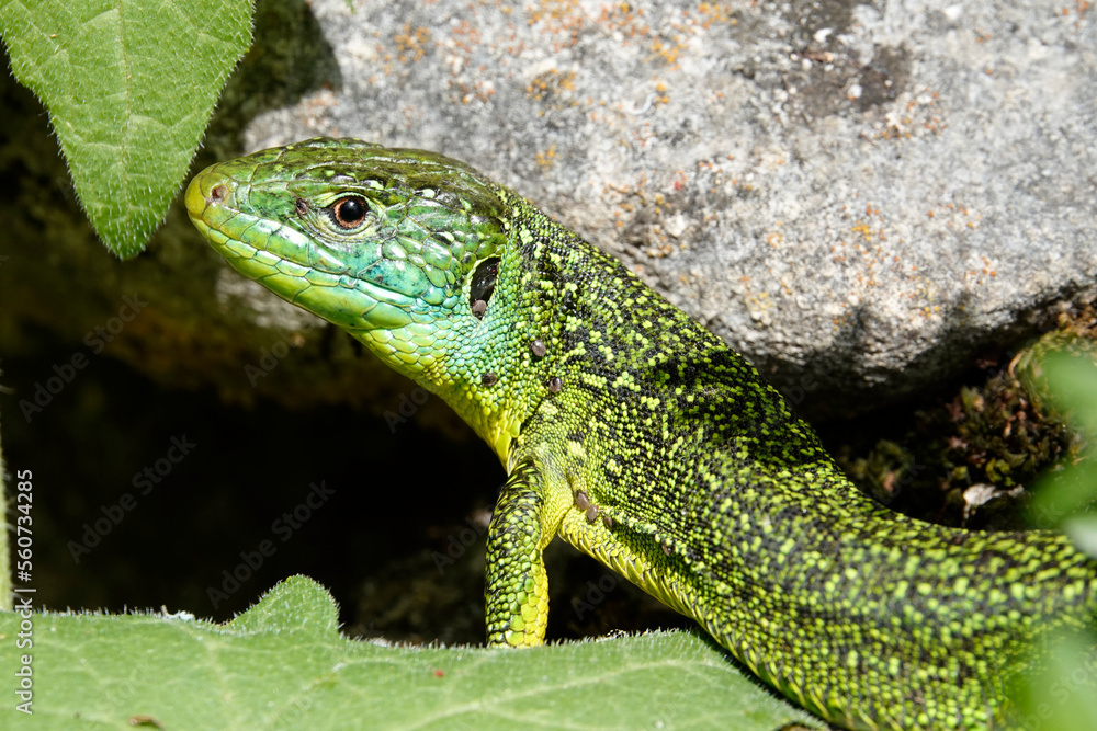 Westliche Smaragdeidechse (Lacerta, bilineata) Westliche Smaragdeidechse (Lacerta, bilineata)