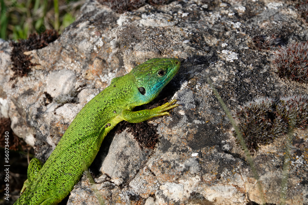 Fototapeta premium Westliche Smaragdeidechse, Lacerta bilineata