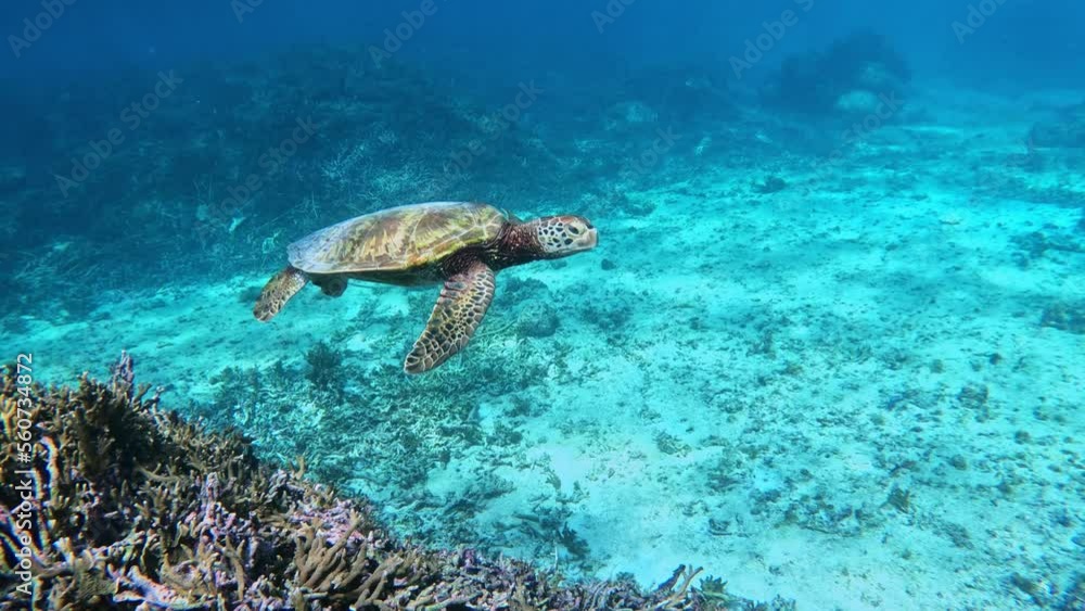 A Side View Of A Sea Turtle Swimming Under The Tropical Blue Ocean. - underwater shot A Side View Of A Sea Turtle Swimming Under The Tropical Blue Ocean. - underwater shot