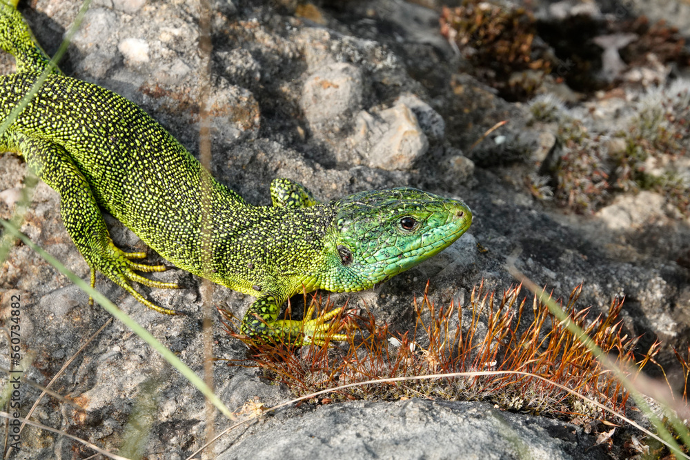 Westliche Smaragdeidechse, Lacerta bilineata Westliche Smaragdeidechse, Lacerta bilineata