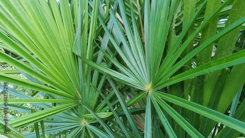 Tropical palm leaves with nature concept tropical leaf of green leaves