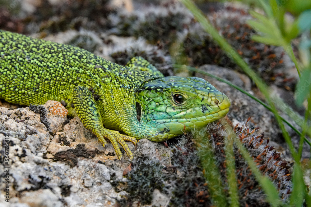 Westliche Smaragdeidechse, Lacerta bilineata Westliche Smaragdeidechse, Lacerta bilineata