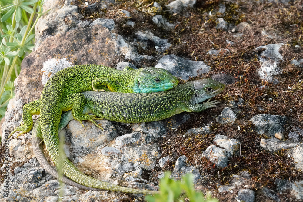 Fototapeta premium Westliche Smaragdeidechse,&nbsp;Lacerta bilineata