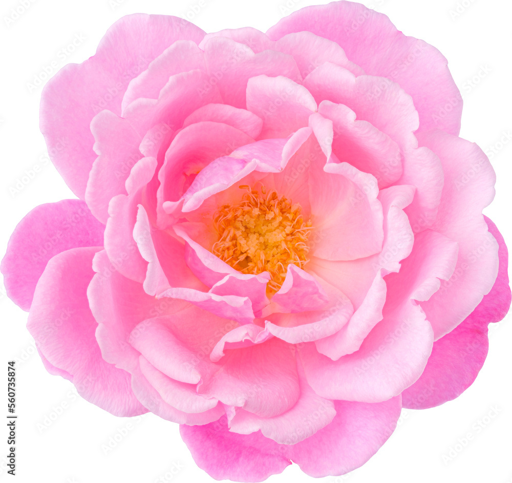 Pink Rose flowers focus stacking close up isolated for love wedding and valentines day Pink Rose flowers focus stacking close up isolated for love wedding and valentines day
