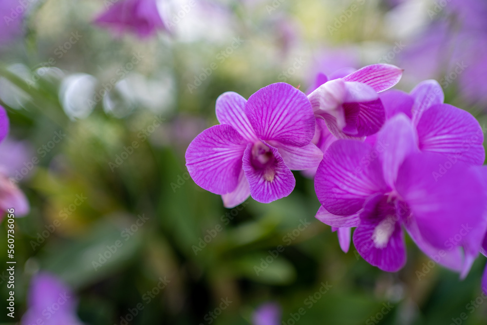 Close up purple orchid flower in garden