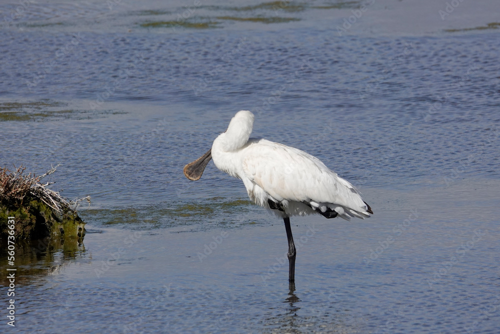 Fototapeta premium Löffler (Platalea leucorodia)