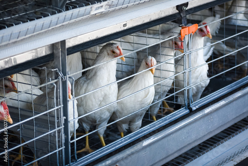 Fotografia chickens in cage