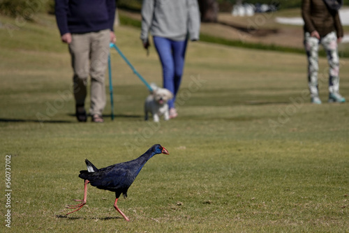 Purpurhuhn (Porphyrio porphyrio) photo