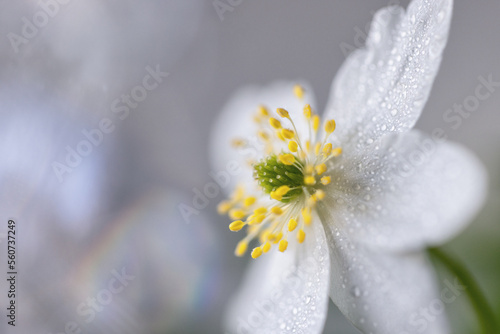 Close-up of white anemone with beautiful bokeh