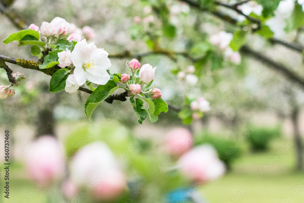 White and pink apple tree flowers on blooming garden background in springtime, nature concept, close up view