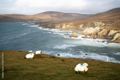 Sheep roaming on Achill Island, Ireland