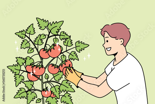 Smiling young man gather tomatoes in garden. Happy male farmer collect crop from bushes at farm. Gardening and agriculture. Vector illustration. 
