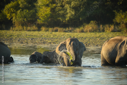 Photography Asian elephant walk in the nature habitat