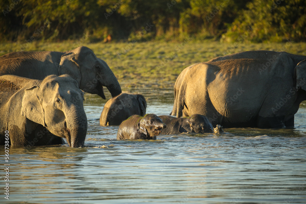 Fototapeta premium Asian elephant walk in the nature habitat. Elephants in the magical morning fog in Kaziranga national park. Indian wildlife. Elaphus maximus.