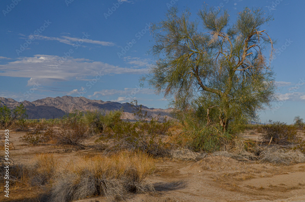 mesquite trees and Eagle mountain scenic view from Desert Center (Riverside county, California)