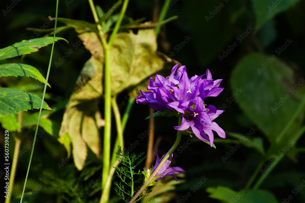 Purple bluebell flower Campanula glomerata in the forest close-up Purple bluebell flower Campanula glomerata in the forest close-up