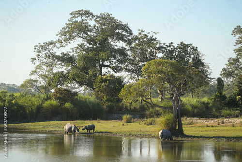 Endangered indian rhinoceros in the nature habitat of Kaziranga national park in India. One horned rhino. Rhinoceros unicornis.