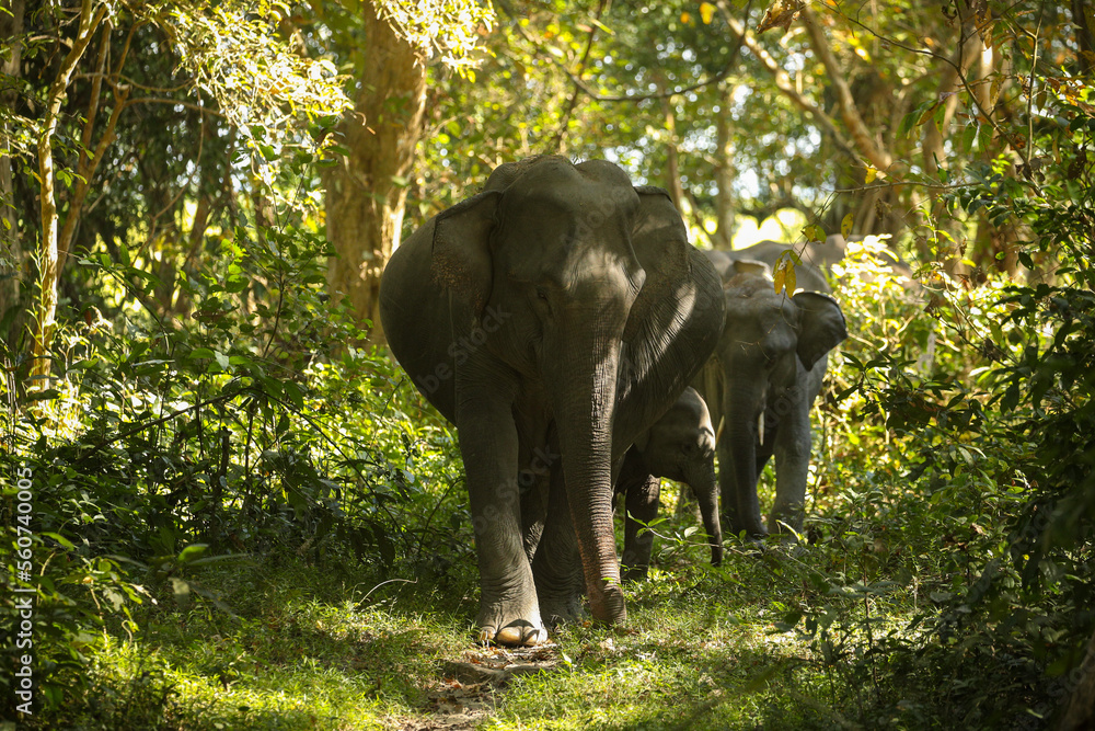 Fototapeta premium Asian elephant walk in the nature habitat. Elephants in the magical morning fog in Kaziranga national park. Indian wildlife. Elaphus maximus.