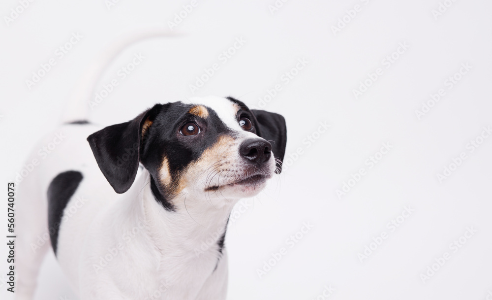 Portraite of adorable, happy puppy of Jack Russell Terrier. Cute smiling dog on white background. Free space for text. Portraite of adorable, happy puppy of Jack Russell Terrier. Cute smiling dog on white background. Free space for text.
