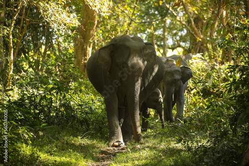 Asian elephant walk in the nature habitat. Elephants in the magical morning fog in Kaziranga national park. Indian wildlife. Elaphus maximus.