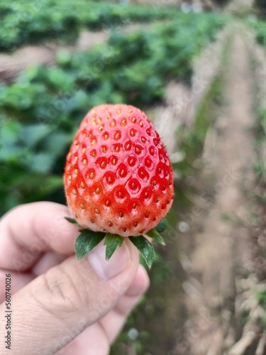 strawberry in a hand